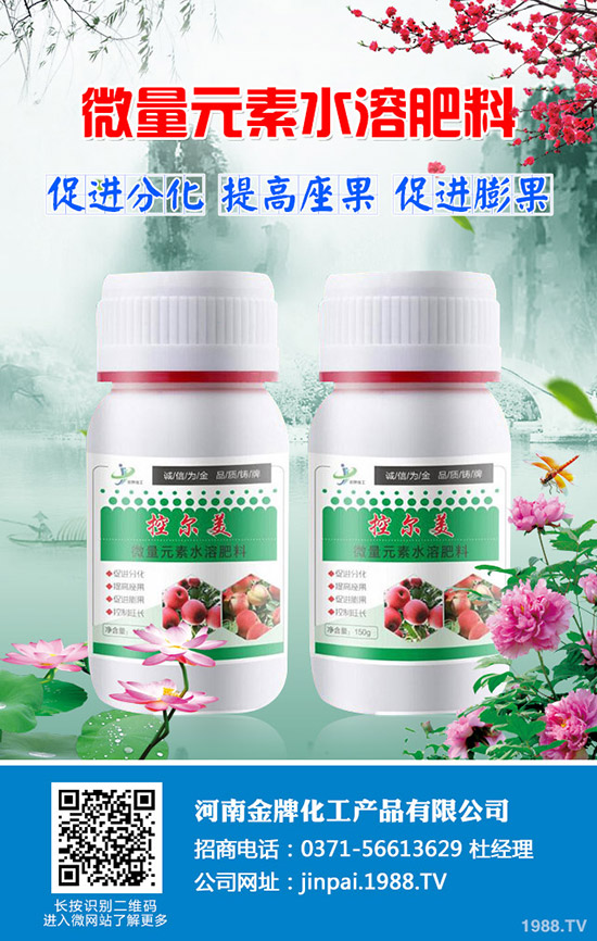 越冬萵筍怎么種？越冬萵筍的種植技巧！