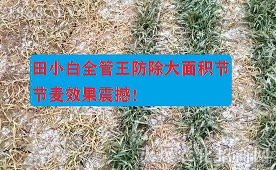 節(jié)節(jié)麥如何防除，用什么藥？怎么打藥效果好？