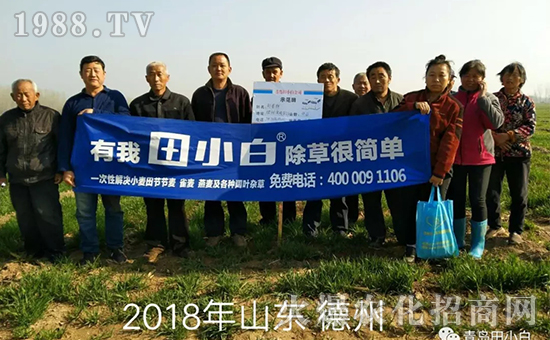 節(jié)節(jié)麥如何防除，用什么藥？怎么打藥效果好？