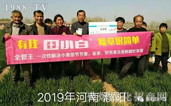 39節(jié)節(jié)麥如何防除，用什么藥？怎么打藥效果好？