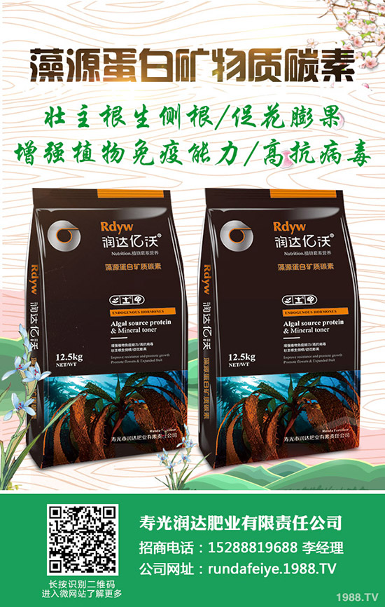 卷心菜怎么做種植？卷心菜種植技術(shù)