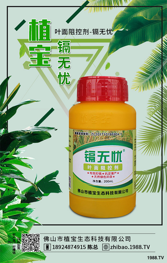 越冬番茄種植該注意什么？越冬番茄高產(chǎn)種植管理