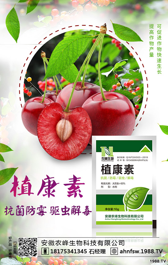 當(dāng)歸怎么種植，當(dāng)歸種植效益及栽培技術(shù)！