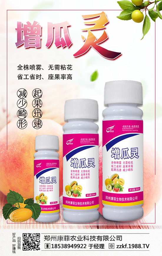 大棚南瓜怎么種植?大棚南瓜的種植中要點(diǎn)!