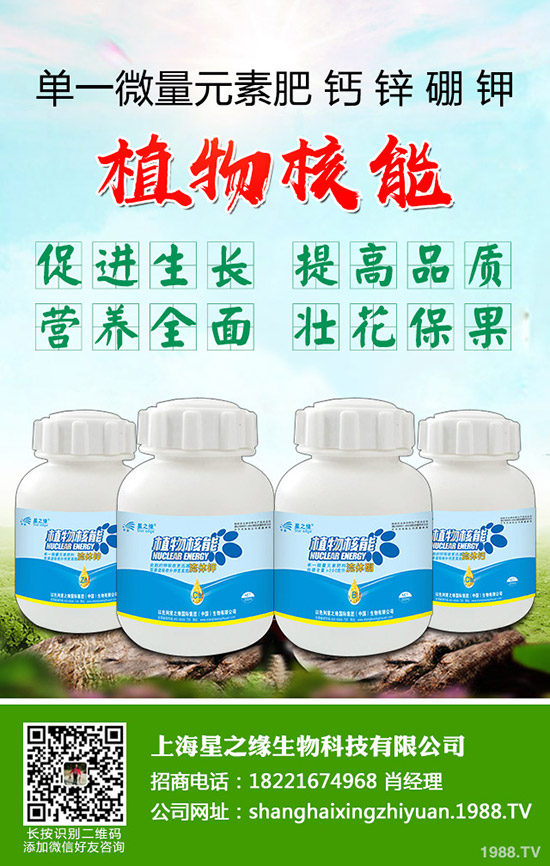 芽菜怎樣種植，芽菜種植技術(shù)您了解多少？