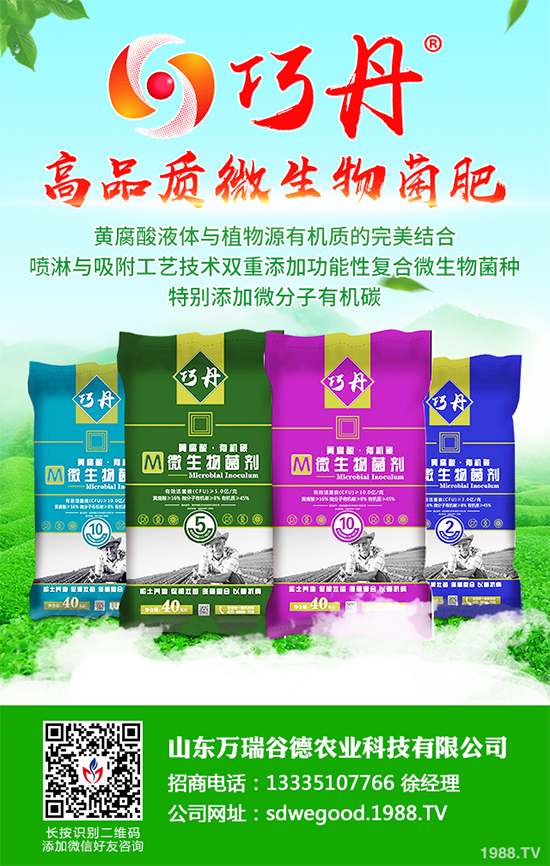 貢菊有哪些神奇功效？貢菊花的功效作用與禁忌