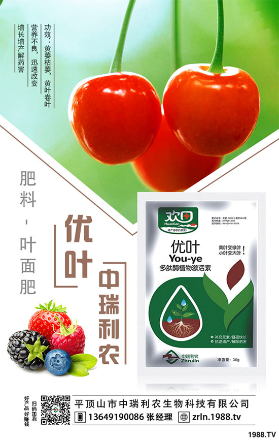 茶樹菇的栽培技術(shù)，茶樹菇的種植注意事項！