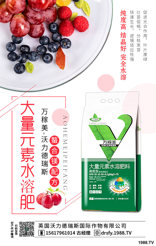 冬季該如何栽培馬鈴薯？七步輕松獲得高產(chǎn)