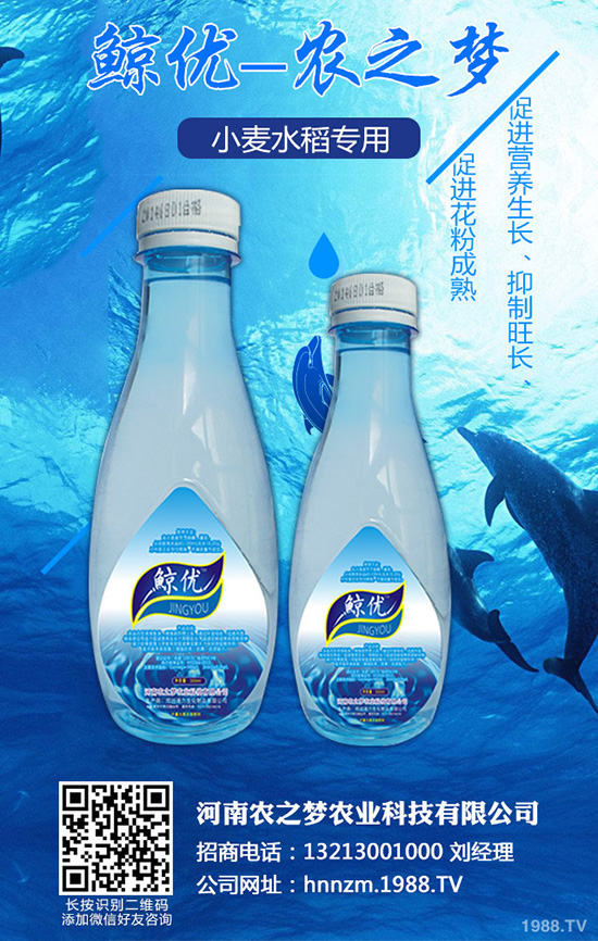 芹菜斑枯病有哪些危害？該如何防治？芹菜斑枯病的發(fā)生與防治