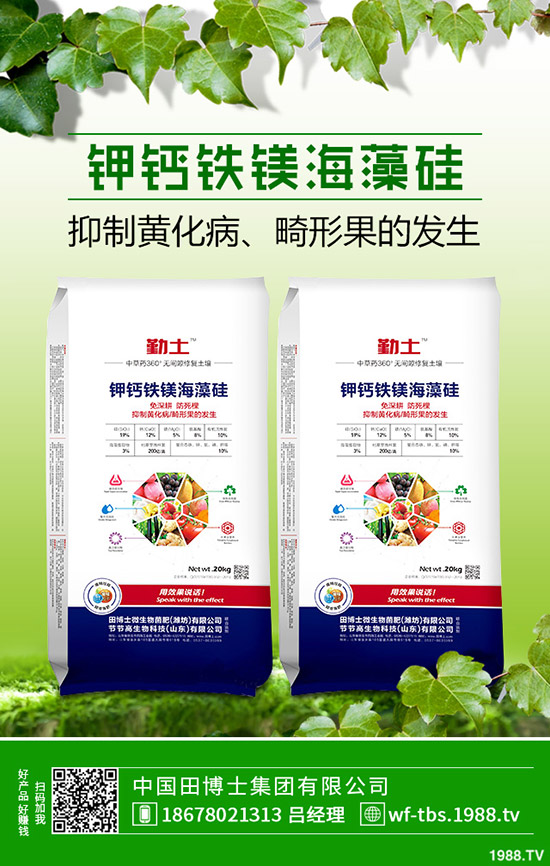 秋冬大棚黃瓜如何種植？秋冬黃瓜的種植方法及管理方法！