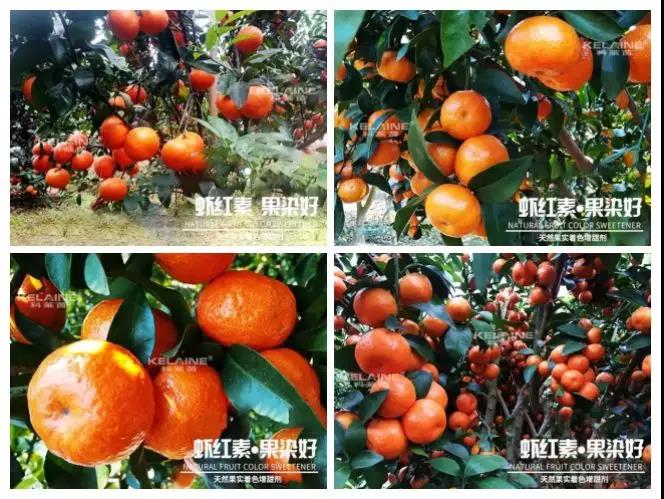 天然果實(shí)著色增甜劑——蝦紅素●果染好！