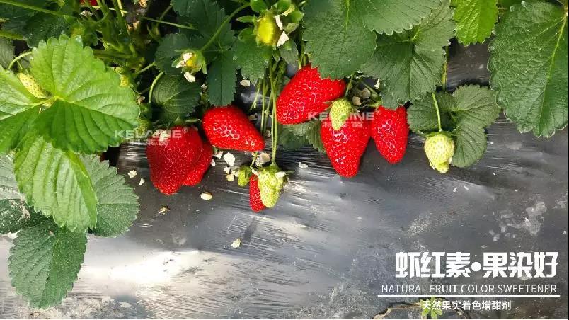 天然果實(shí)著色增甜劑——蝦紅素●果染好！