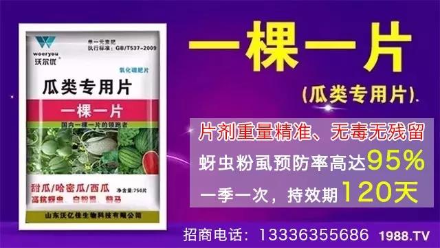 蚜蟲、飛虱防不??？一片藥輕松搞定！預(yù)防率95%，持效長達(dá)120天！