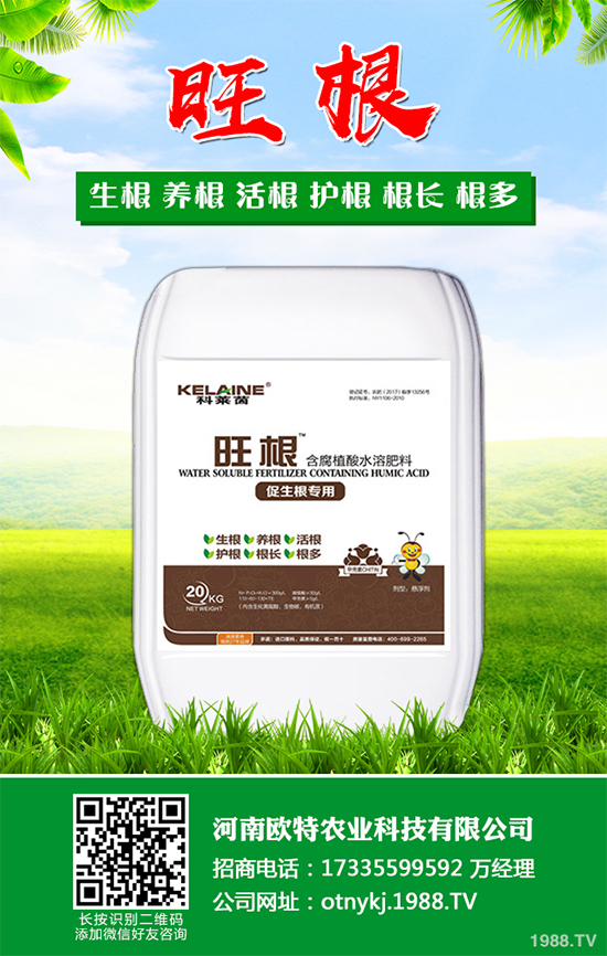 大蔥干尖是咋回事?怎樣解決?大蔥干尖的原因及防治