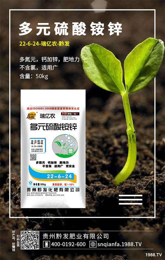 萵苣該如何育苗？萵苣苗期管理技術(shù)要點(diǎn)