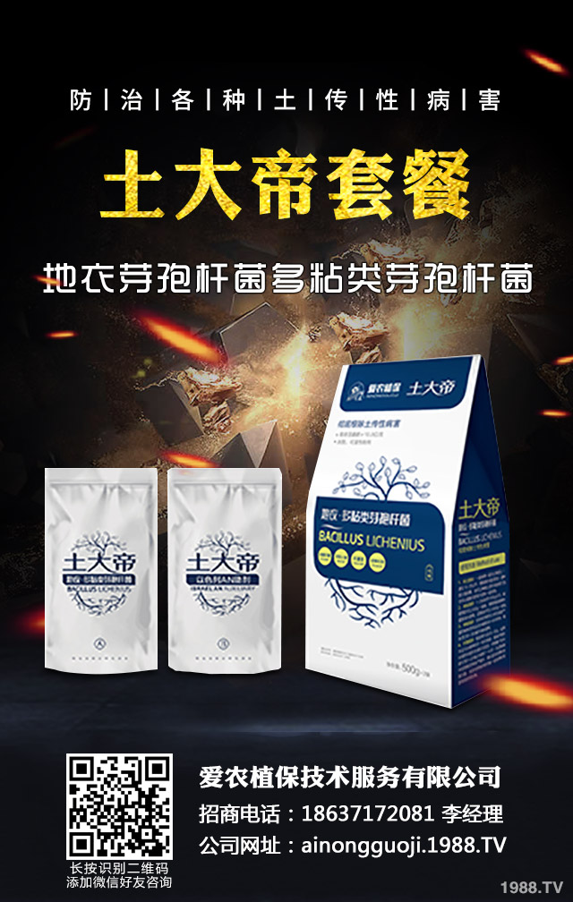 秋播小麥怎么提高質(zhì)量?秋播小麥提高質(zhì)量六要點