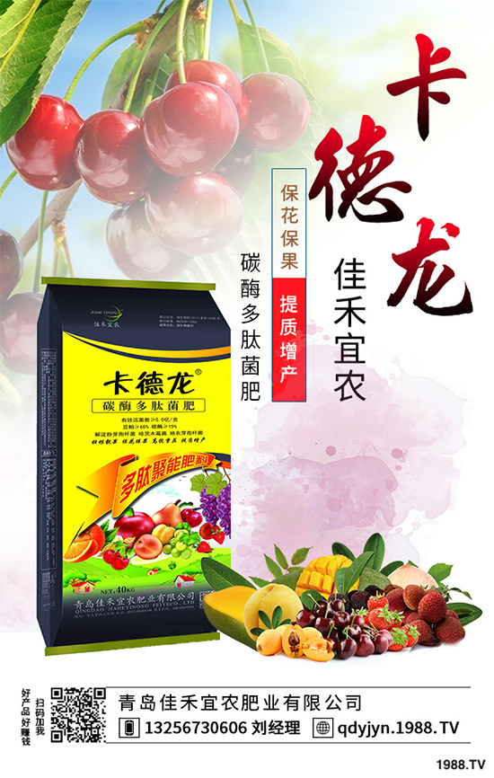白菜不包心的原因?白菜結(jié)球包心期的管理要點(diǎn)