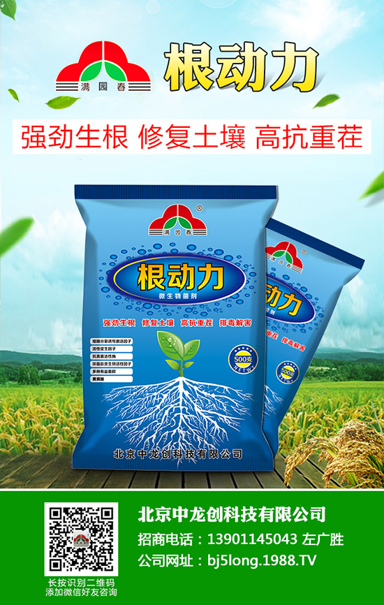 柑橘青苔病發(fā)病原因有哪些，柑橘青苔病防治措施！