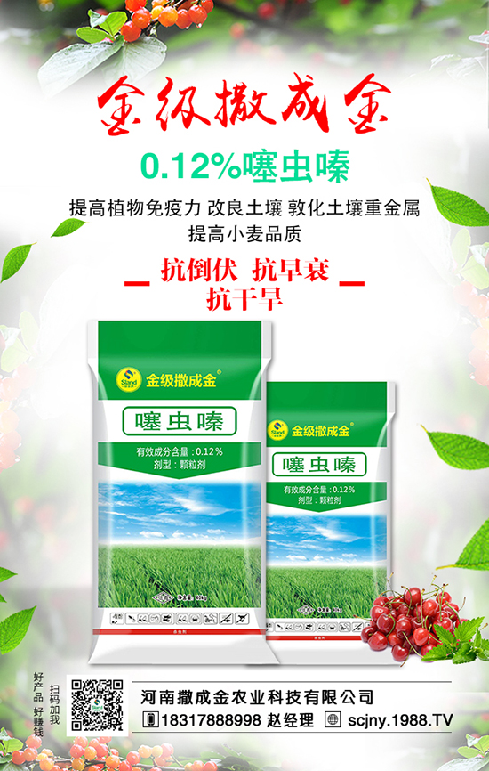 菠菜營(yíng)養(yǎng)豐富,想豐收,菠菜施肥很重要