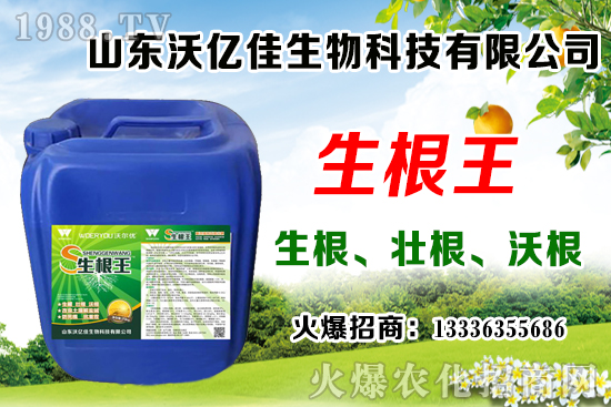 影響草莓花芽分化因素有哪些?草莓花芽分化期與定植管理要點(diǎn)!