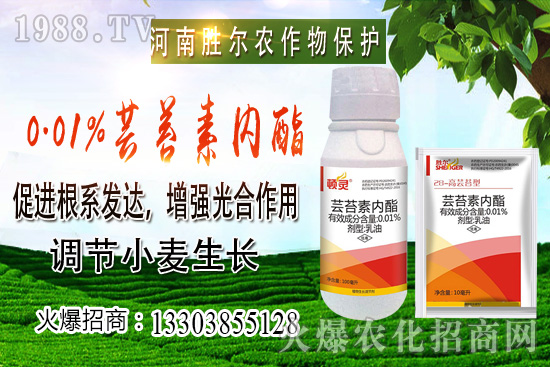 小麥價格上漲節(jié)奏逐漸興起，后市可期！10月22日小麥價格行情