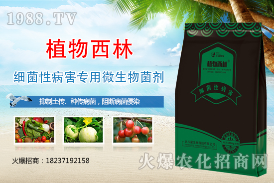 辣椒炭疽病癥狀是什么？辣椒炭疽病發(fā)生原因及防治