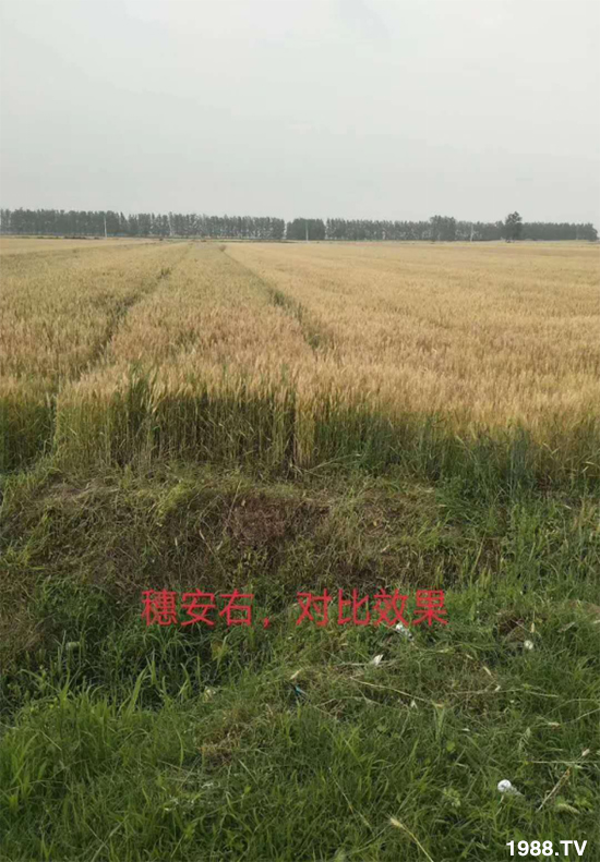 小麥赤霉病危害特點(diǎn)，防治小麥赤霉病用什么藥？