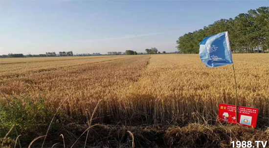 小麥赤霉病危害特點(diǎn)，防治小麥赤霉病用什么藥？