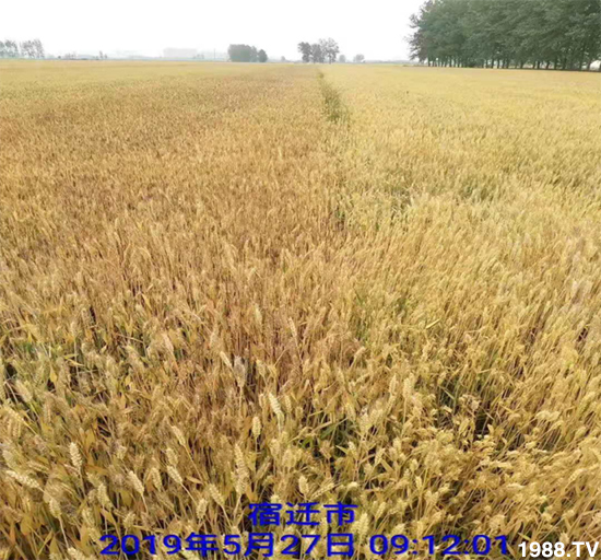 小麥赤霉病危害特點(diǎn)，防治小麥赤霉病用什么藥？