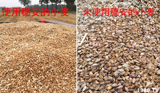 小麥赤霉病危害特點(diǎn)，防治小麥赤霉病用什么藥？