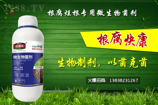 微生物菌劑可以治根腐病嗎？怎么選擇？