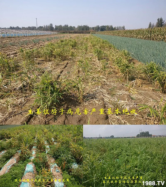     發(fā)明專利產(chǎn)品——姜兀憂，三段式防控爛脖子??！用戶紛紛反饋效果，火了！