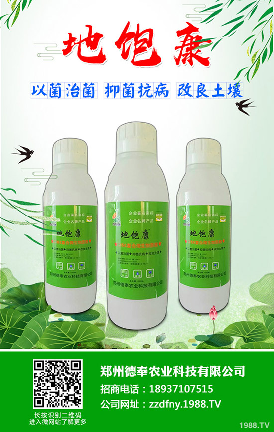 南瓜黑星病有哪些癥狀？南瓜黑星病防治方法