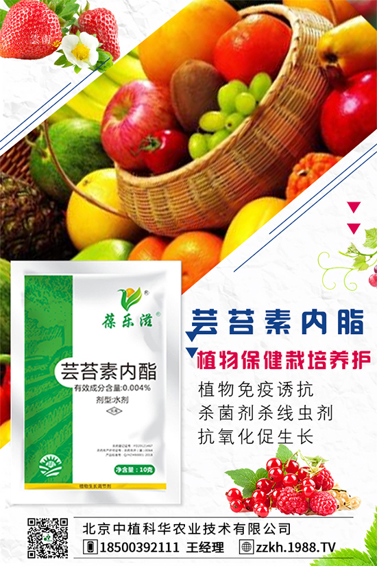 枸杞要怎么種植？枸杞水肥管理要點！