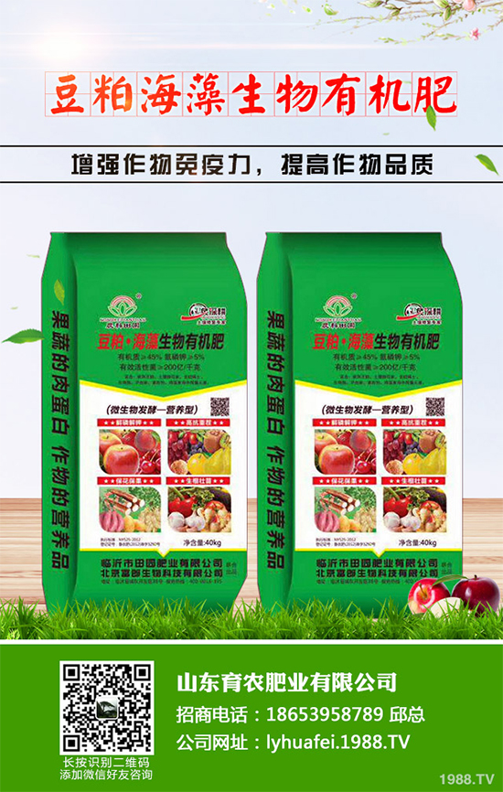 金絲皇菊該如何育苗？如何栽培？金絲皇菊高產(chǎn)栽培管理