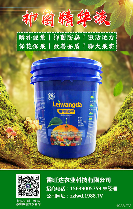 魚腥草市場價(jià)格多少錢一斤？2020年魚腥草的種植效益分析