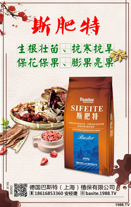 西瓜苗幾月份移栽，西瓜苗定植移栽技術(shù)及注意事項(xiàng)！