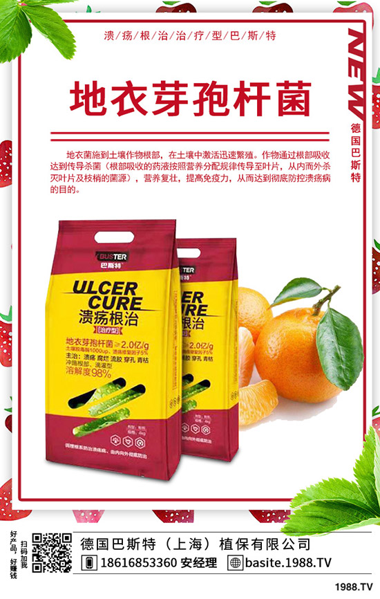  香椿怎么種植，種植密度該多大？香椿苗種植方法！