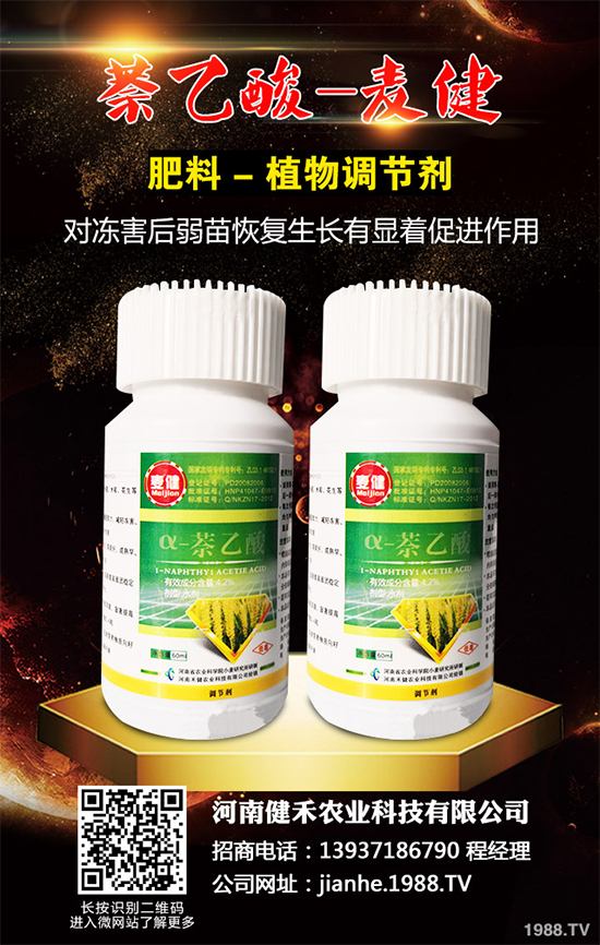清水蓮菜該如何種植？怎樣才能獲得高產(chǎn)？清水蓮菜高產(chǎn)種植技術(shù)！