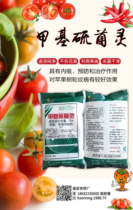 生物殺菌劑大蒜素：高效防治芒果角斑，果子賣相好