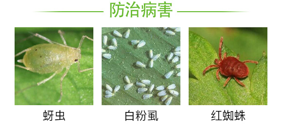 有效生物制劑-蚜虱勿擾-強農(nóng)生物_03