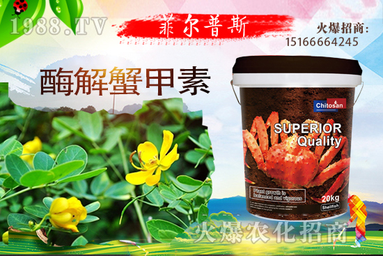 龍葵怎么種植？龍葵種植技術(shù)要點！