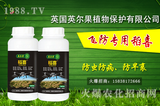 警惕！水稻早衰現(xiàn)象危害大！水稻早衰是什么原因，該怎么防治？