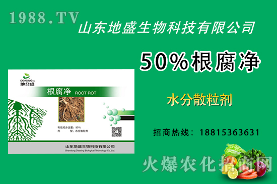 根腐病危害重,如何做好根腐病的防治?這樣做50%根腐凈!
