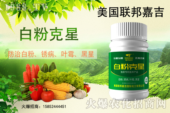 白粉病強勢來襲！反復發(fā)作真的治不好么？作物白粉病劑推薦！