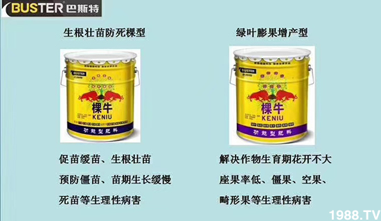     如何讓種植變得更輕松？一個(gè)套餐，全面配方，巴斯特大姜營(yíng)養(yǎng)套餐方案！