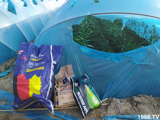     如何讓種植變得更輕松？一個(gè)套餐，全面配方，巴斯特大姜營(yíng)養(yǎng)套餐方案！