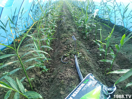     如何讓種植變得更輕松？一個(gè)套餐，全面配方，巴斯特大姜營(yíng)養(yǎng)套餐方案！