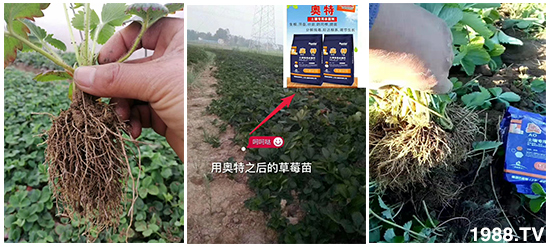     如何讓種植變得更輕松？一個(gè)套餐，全面配方，巴斯特大姜營(yíng)養(yǎng)套餐方案！