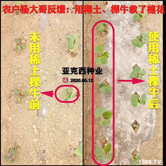     如何讓種植變得更輕松？一個(gè)套餐，全面配方，巴斯特大姜營(yíng)養(yǎng)套餐方案！